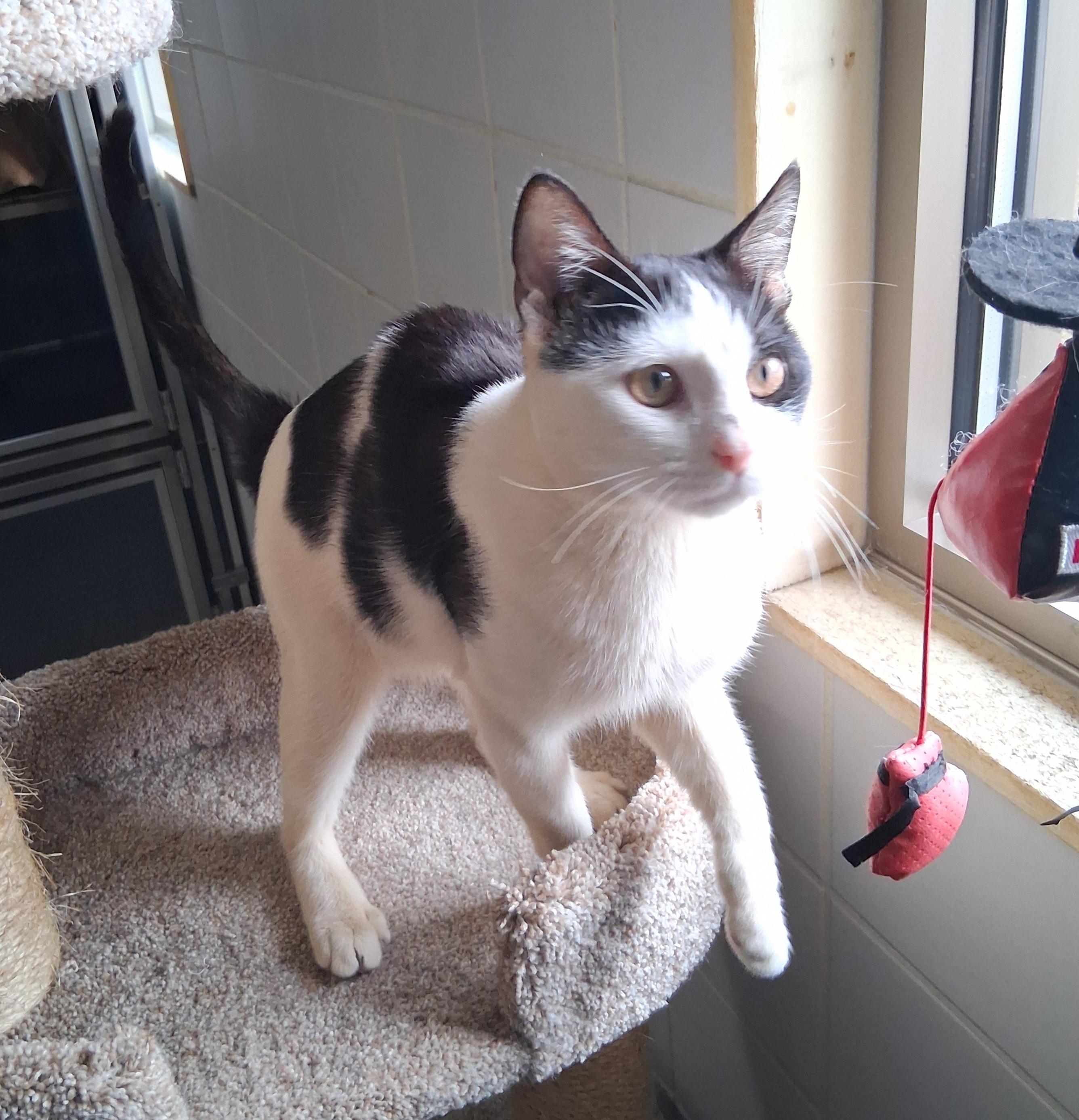 Enlarge Moe, a Adoptable mixed breed in Renfrew, PA image 3/5