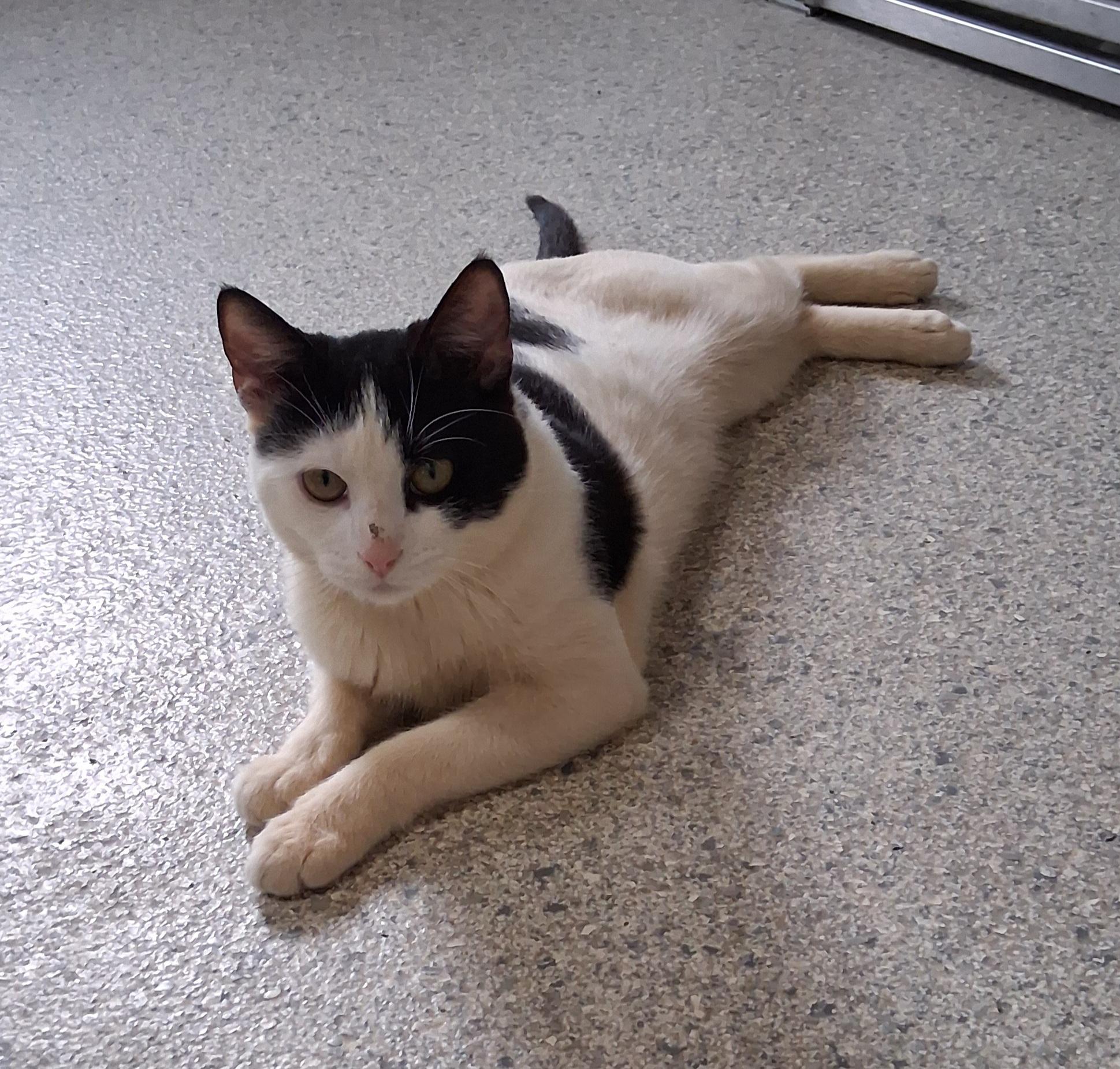 Enlarge Moe, a Adoptable mixed breed in Renfrew, PA image 2/5