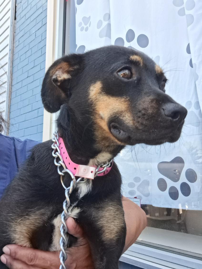 Bacon, a ADOPTABLE mixed breed in Parma, OH image 2/2