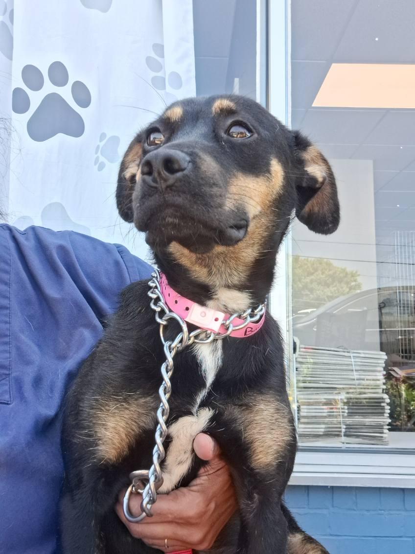 Bacon, ADOPTABLE, Young Female Hound & Rottweiler.