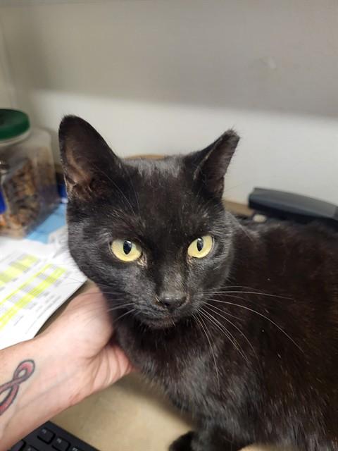 Enlarge SITA, a Adoptable mixed breed in Albuquerque, NM image 1/1