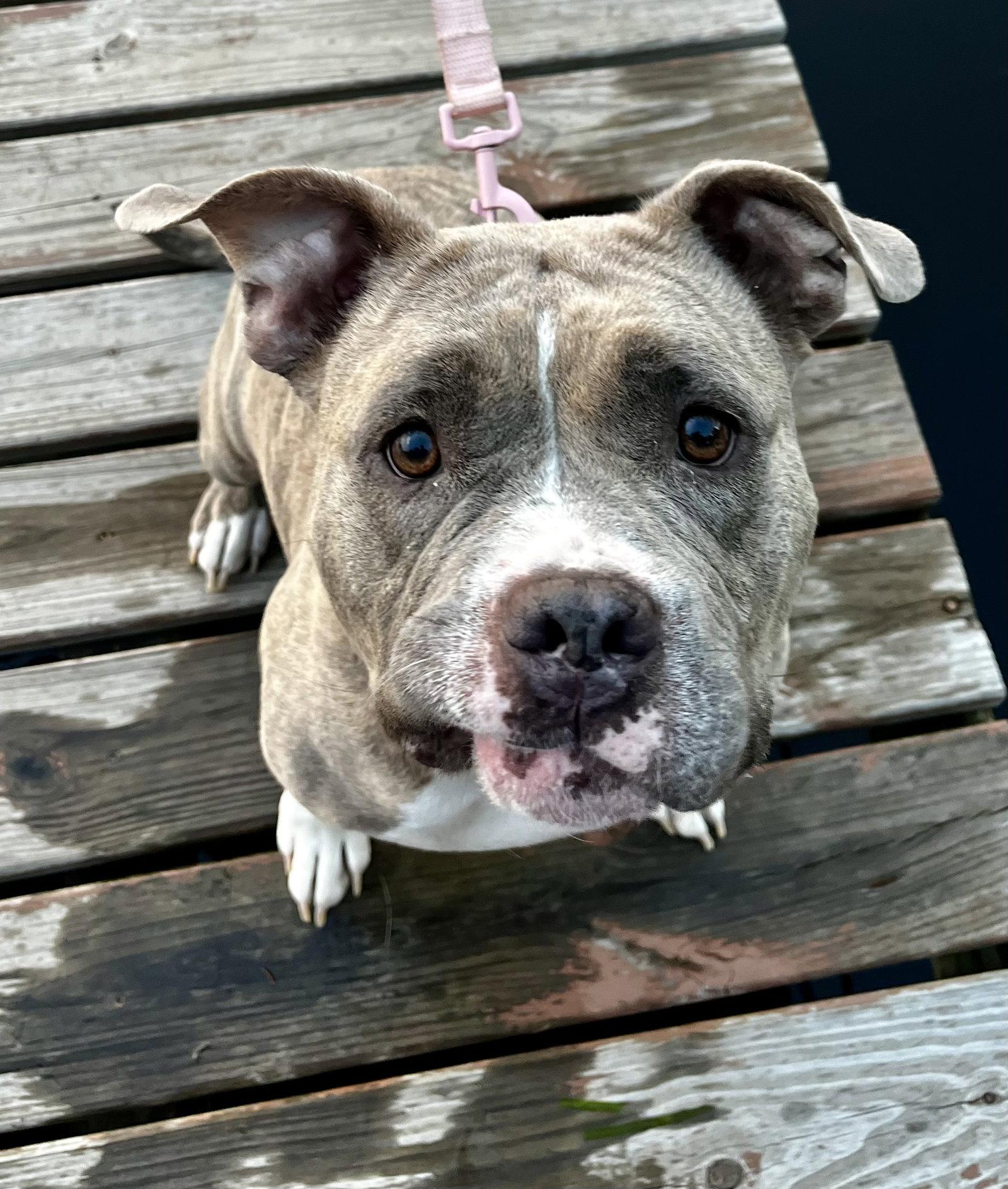 Enlarge Peaches*, a Adoptable mixed breed in Brooklyn Center, MN image 1/3
