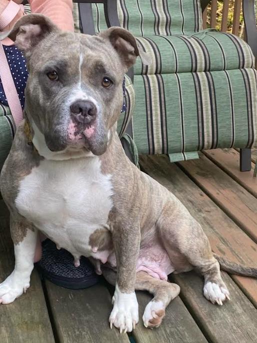 Enlarge Peaches*, a Adoptable mixed breed in Brooklyn Center, MN image 3/3
