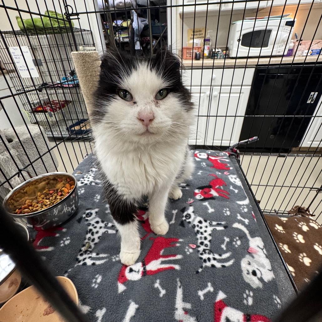 Enlarge Hope, a Adoptable Domestic Short Hair in Redwood Falls, MN image 2/2