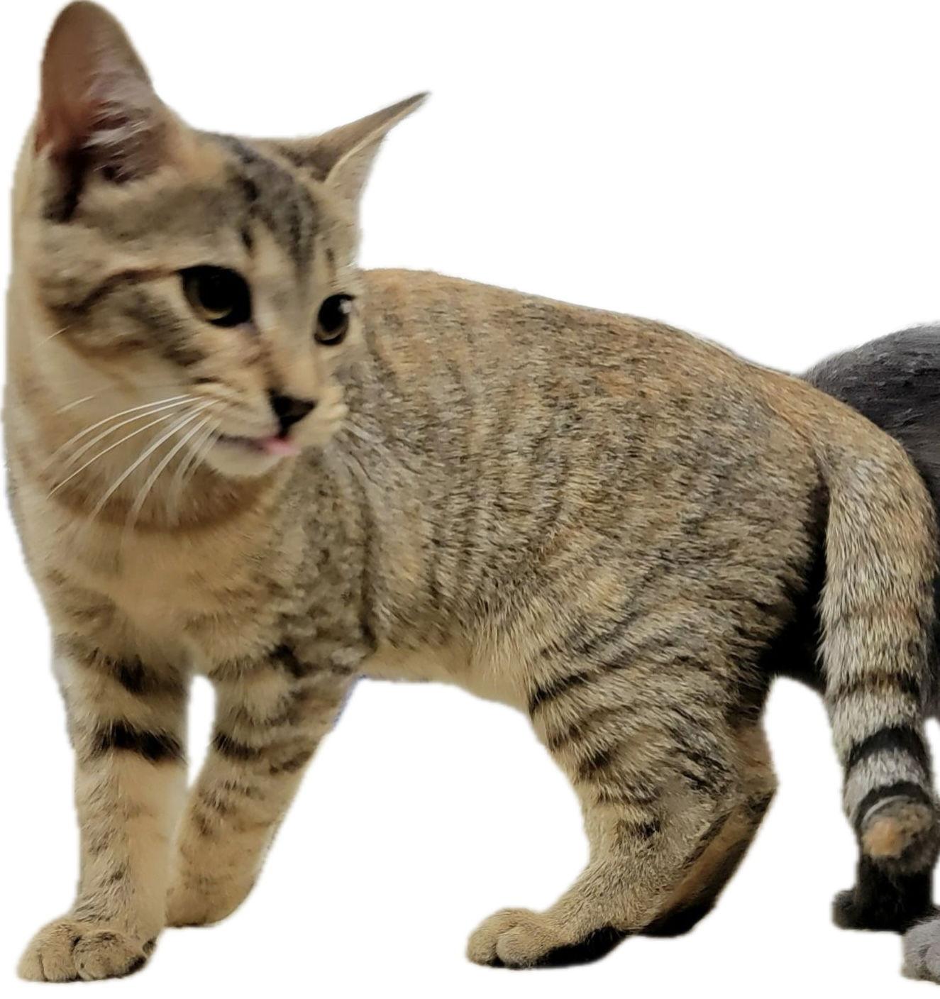 Enlarge Spoon, a Adoptable Domestic Short Hair in Alpharetta, GA image 1/3