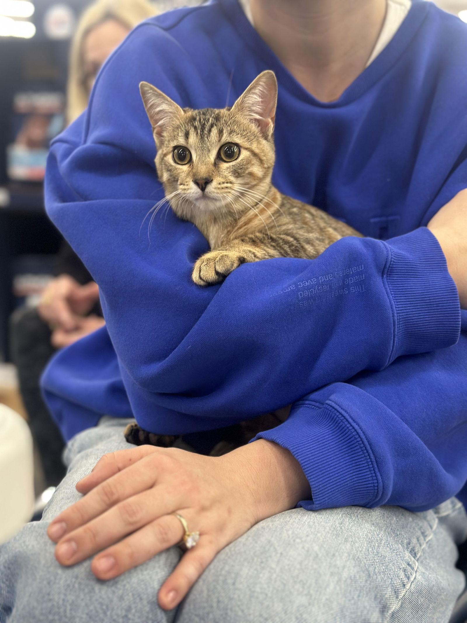 Spoon, Adoptable, Young Female Domestic Short Hair.