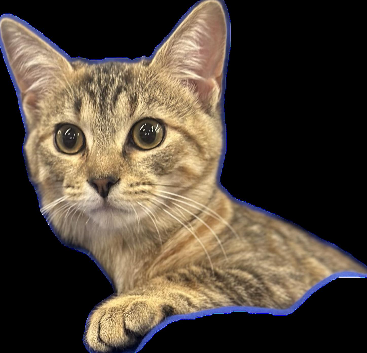 Spoon, a Adoptable Domestic Short Hair in Alpharetta, GA image 2/3