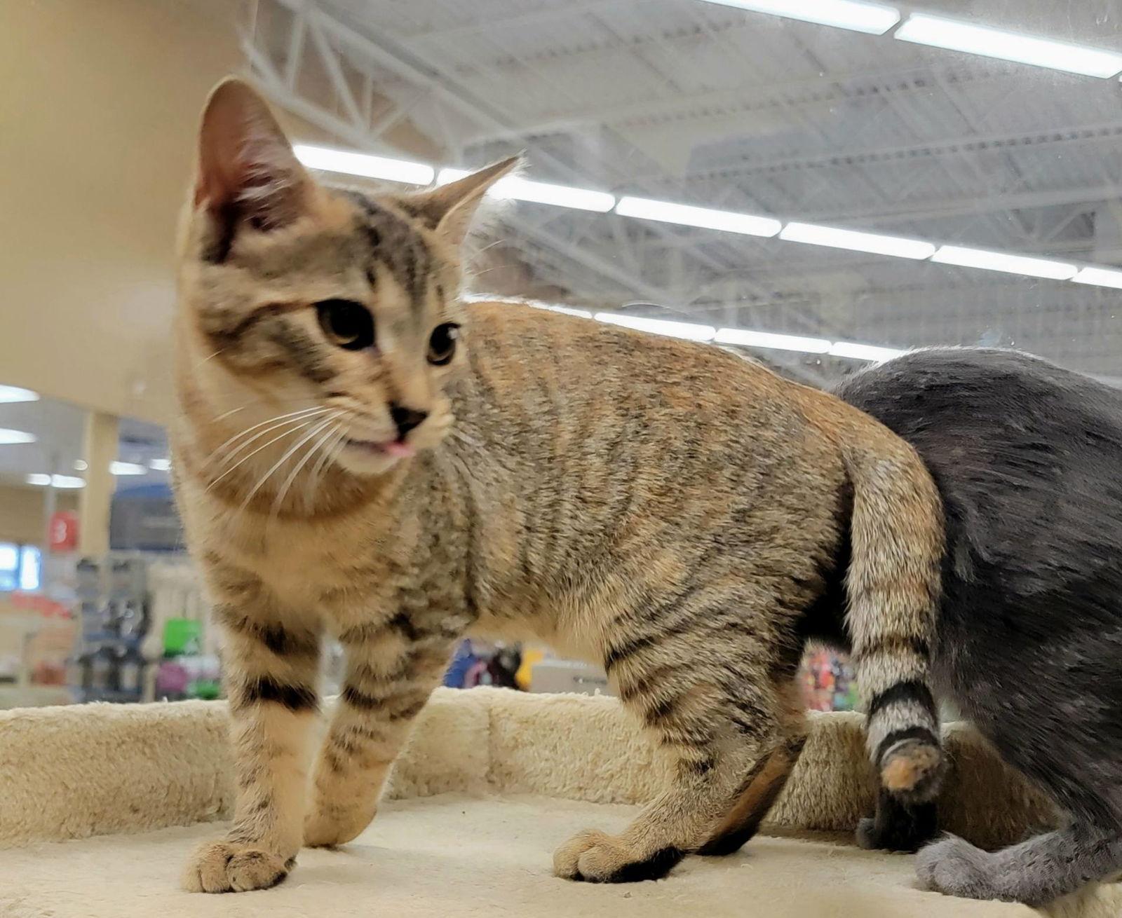 Enlarge Spoon, a Adoptable Domestic Short Hair in Alpharetta, GA image 2/3