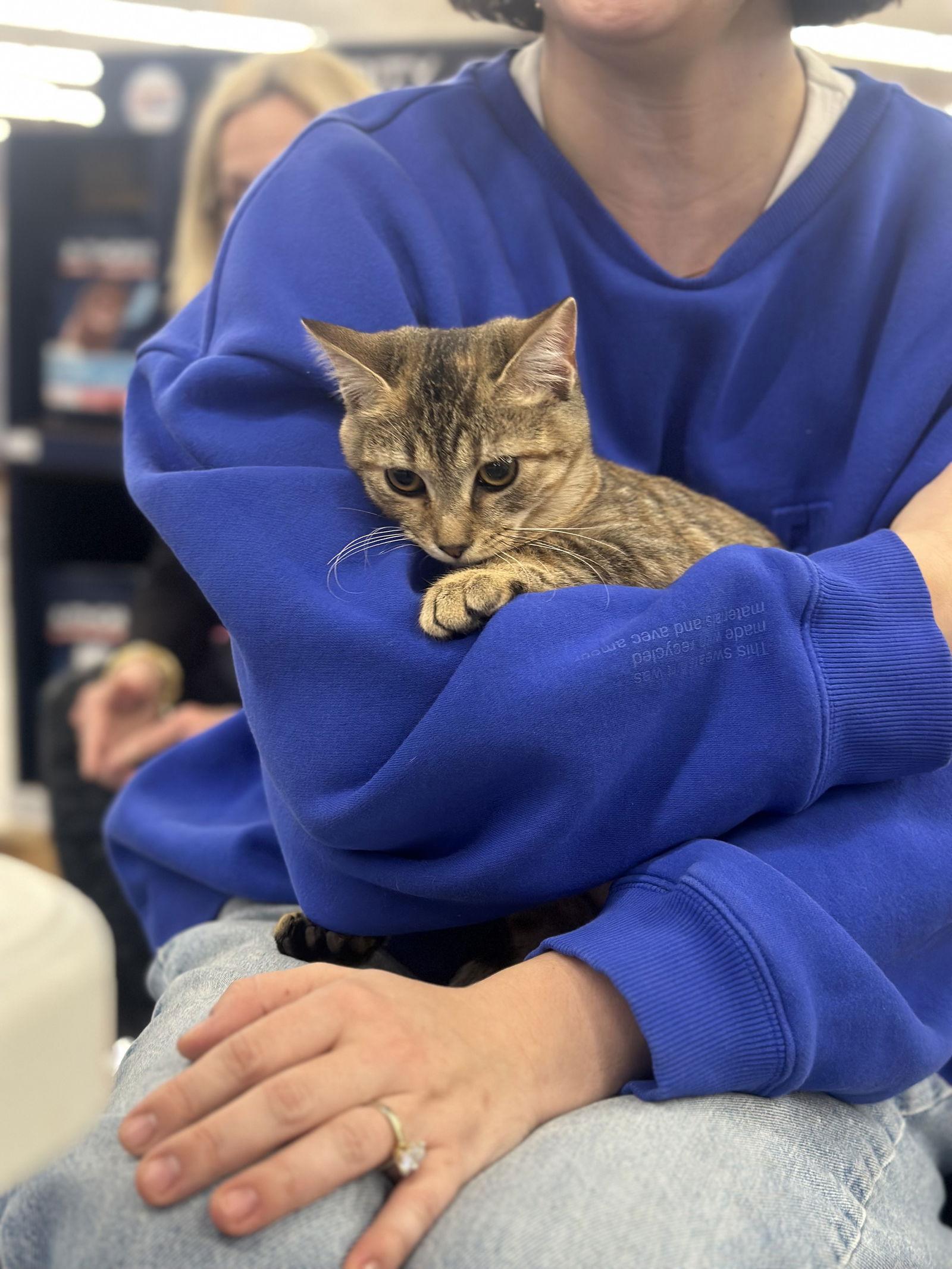 Spoon, a Adoptable Domestic Short Hair in Alpharetta, GA image 3/3