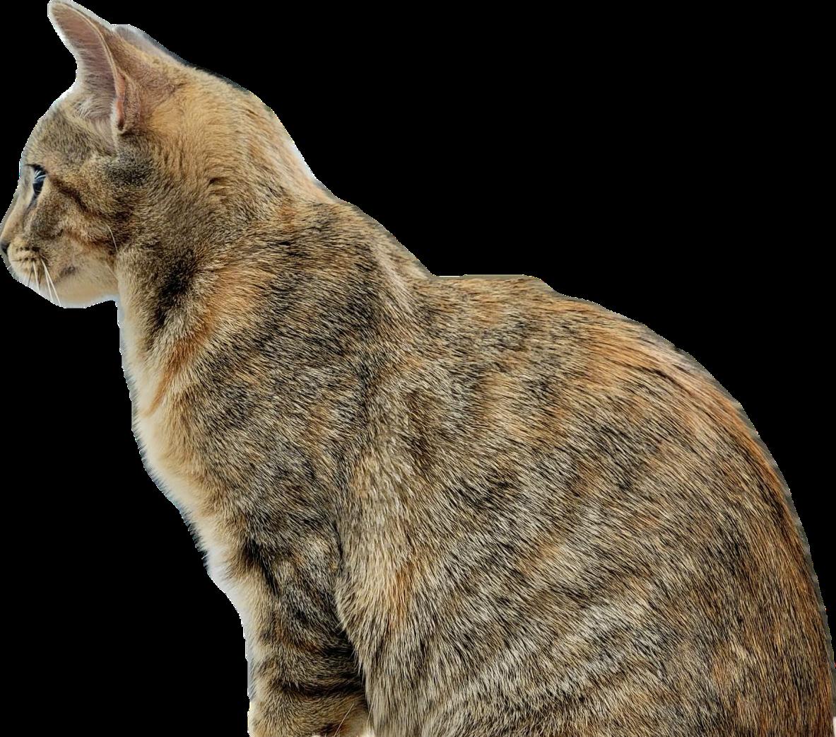 Enlarge Spoon, a Adoptable Domestic Short Hair in Alpharetta, GA image 3/3