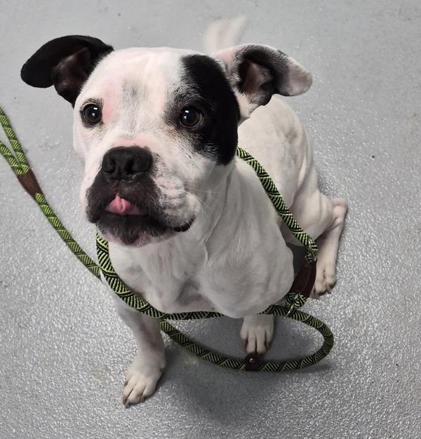Enlarge Pen 209 Yang, a Adoptable mixed breed in Lawrenceville, GA image 1/1