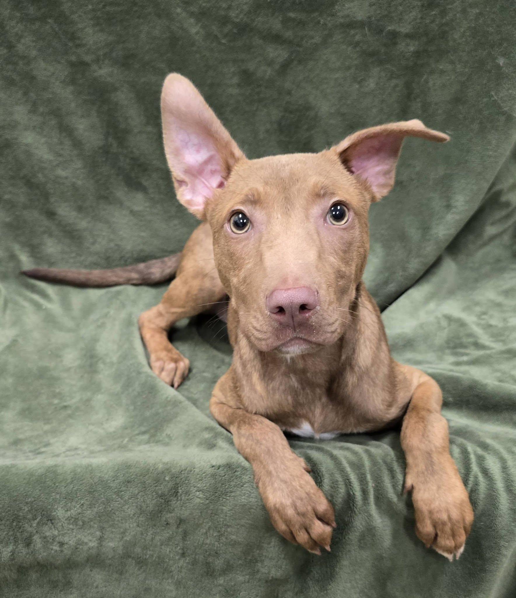 Elmo, Adopted, Young Male Mixed Breed.