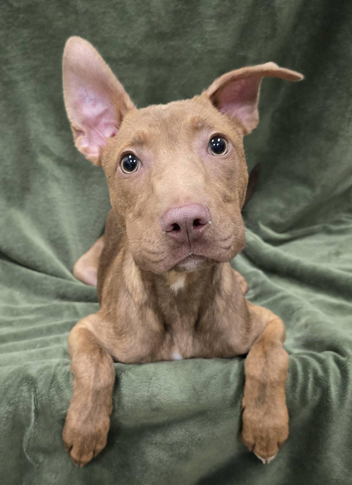 Enlarge Elmo, a Adopted Mixed Breed in Frankfort, IN image 5/6