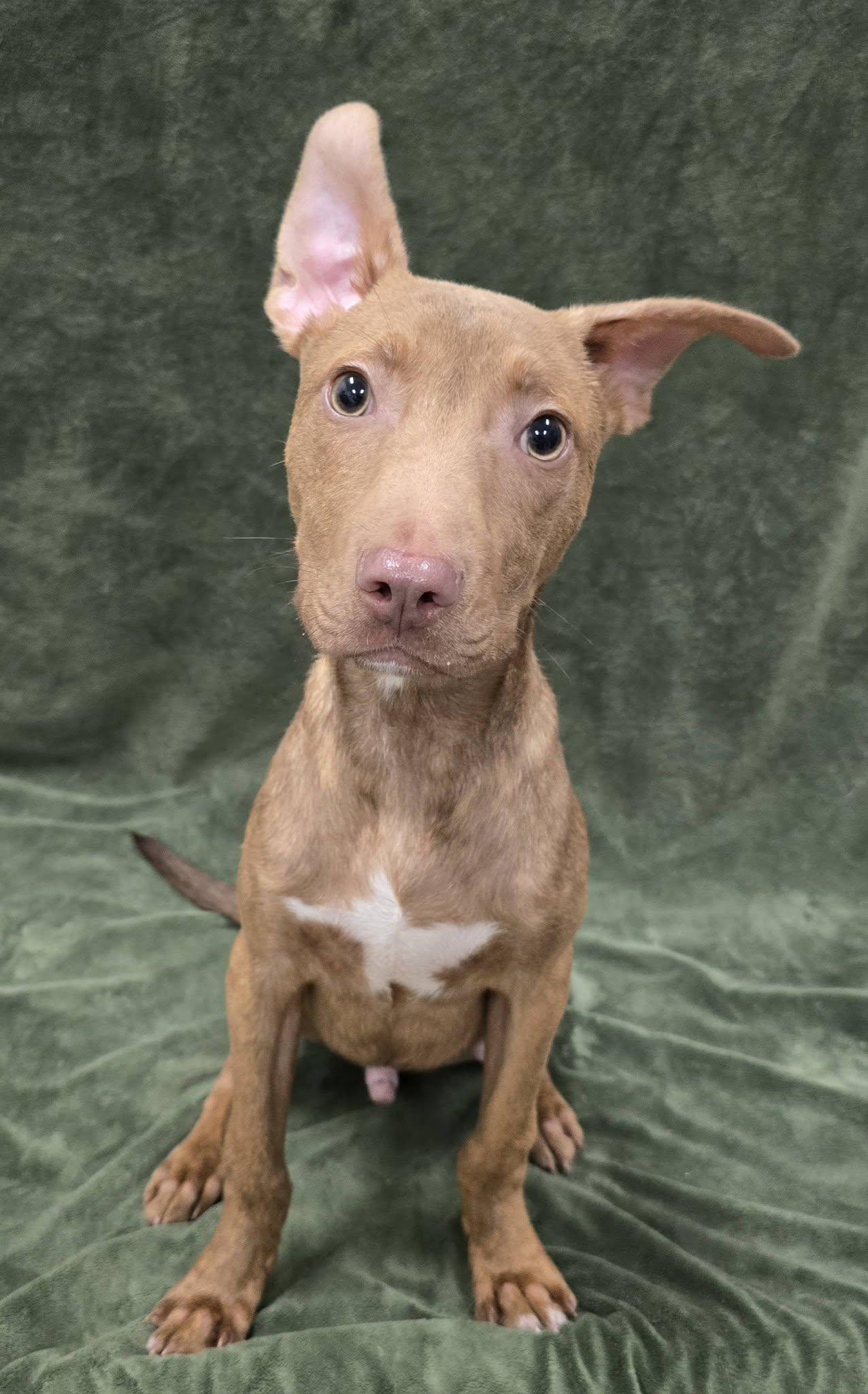 Enlarge Elmo, a Adopted Mixed Breed in Frankfort, IN image 6/6