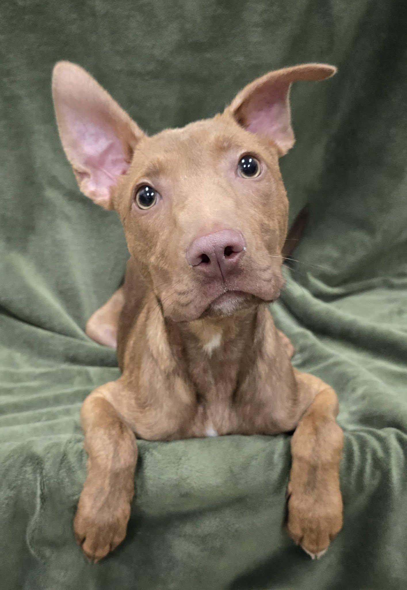 Enlarge Elmo, a Adopted Mixed Breed in Frankfort, IN image 3/6