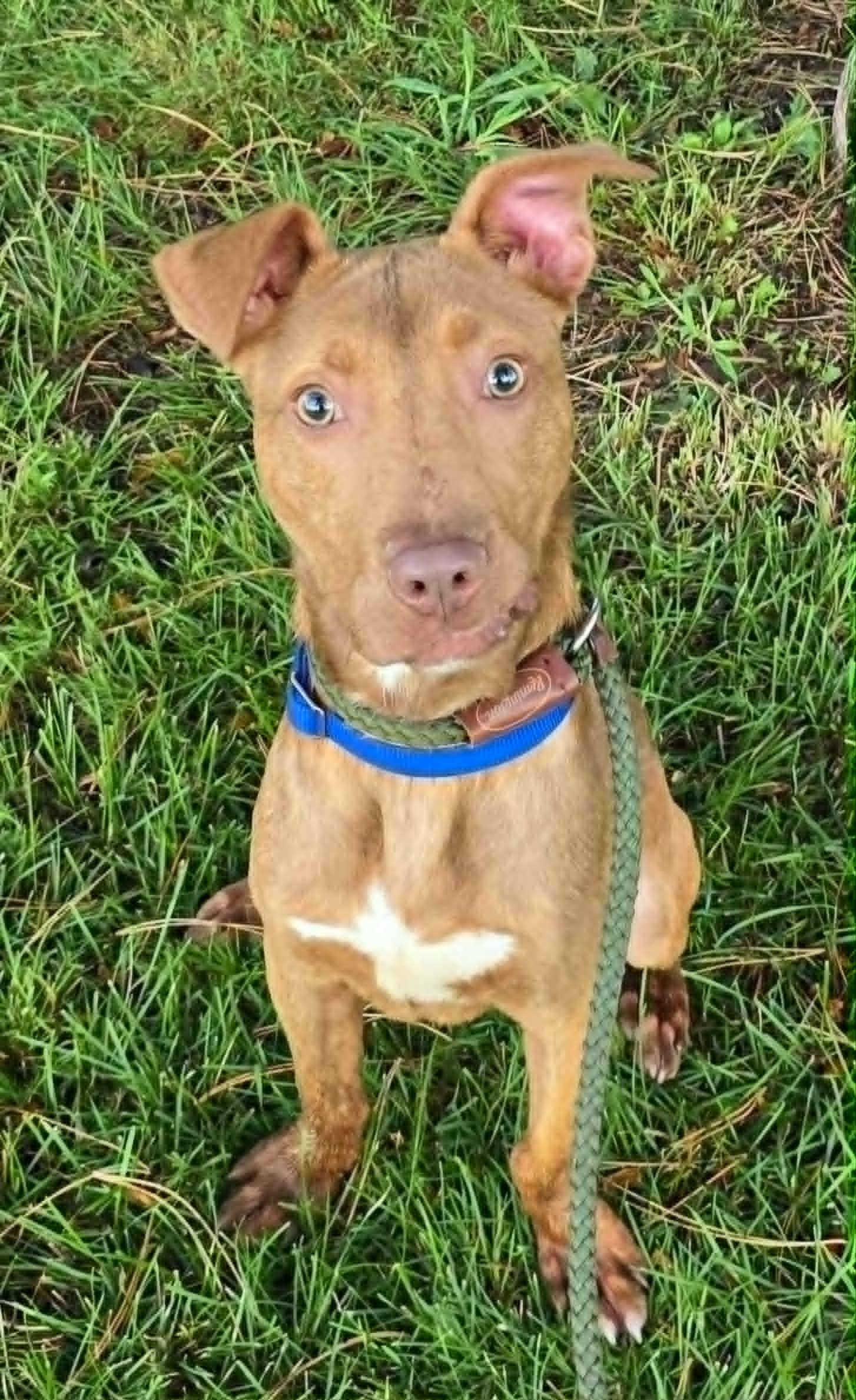 Enlarge Elmo, a Adopted Mixed Breed in Frankfort, IN image 2/6