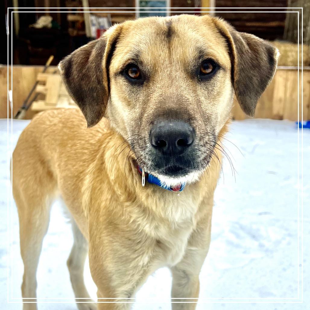 Enlarge Lila, a Adoptable mixed breed in Little Rock, AR image 1/6