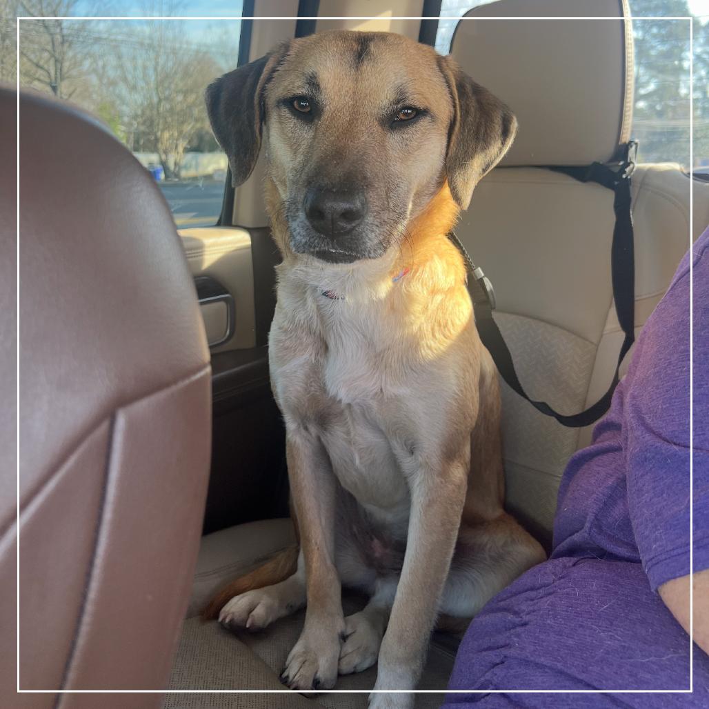 Lila, Adoptable, Young Female Labrador Retriever & Mixed Breed.