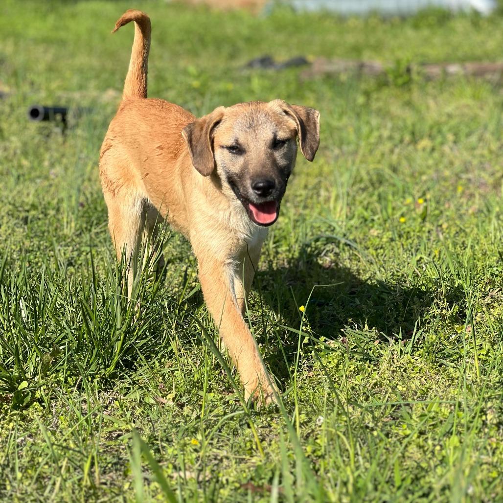 Lila, Adoptable, Young Female Labrador Retriever & Mixed Breed.