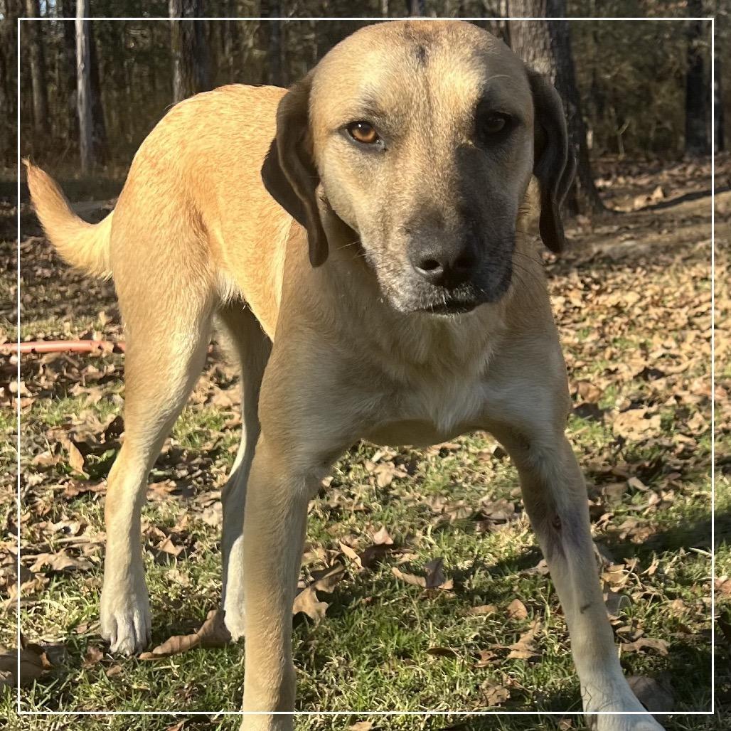 Enlarge Lila, a Adoptable mixed breed in Little Rock, AR image 3/5