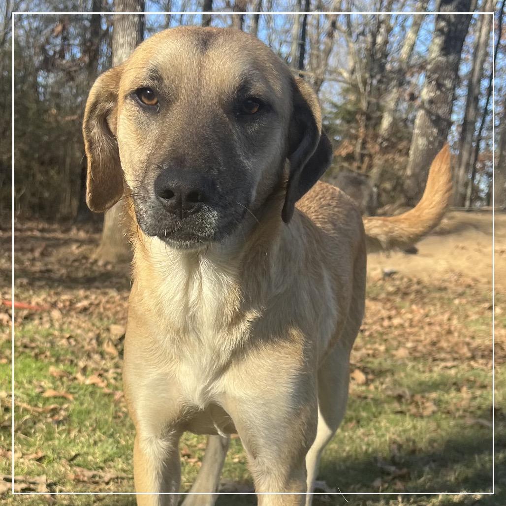 Enlarge Lila, a Adoptable mixed breed in Little Rock, AR image 5/5