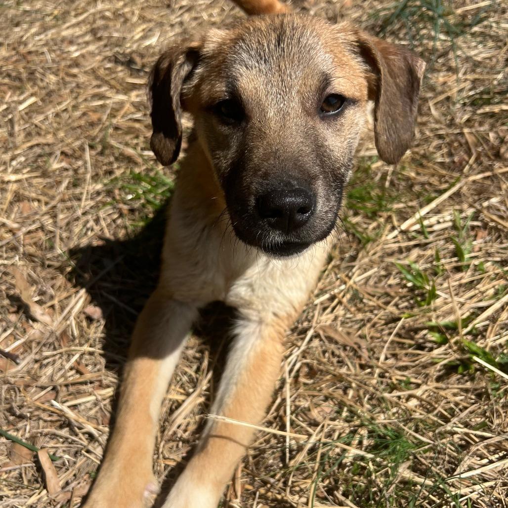 Lila, a Adoptable mixed breed in Little Rock, AR image 2/2