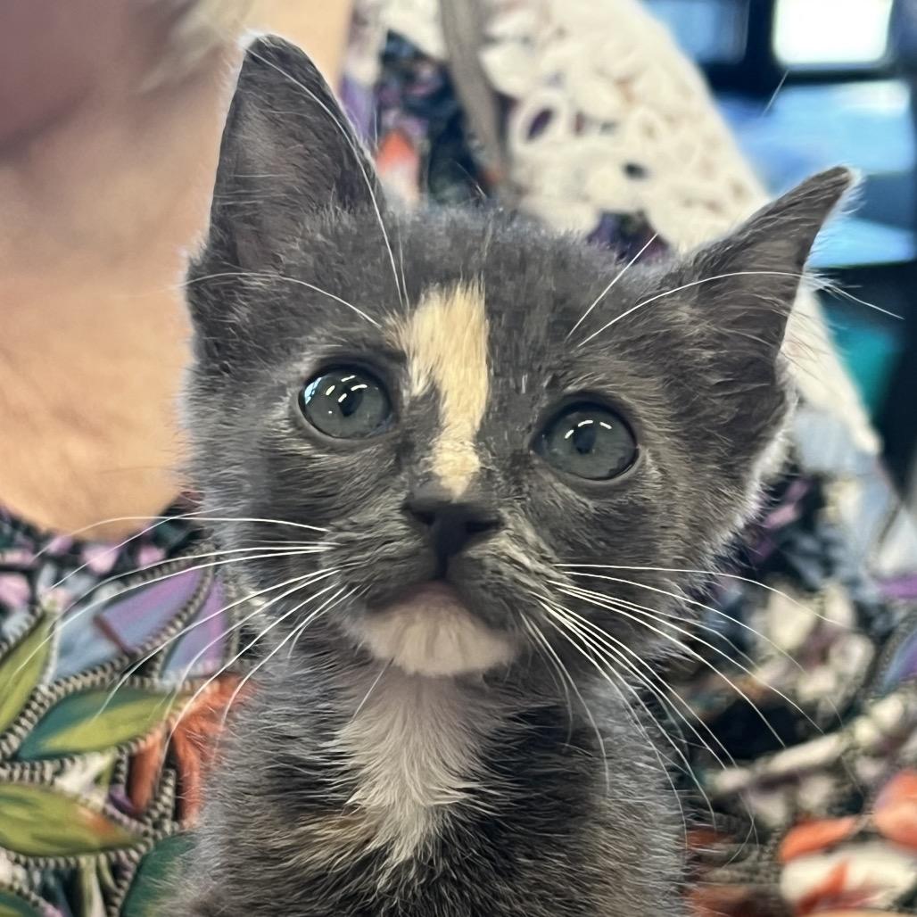 Bonita, Adoptable, Kitten Female Domestic Short Hair.