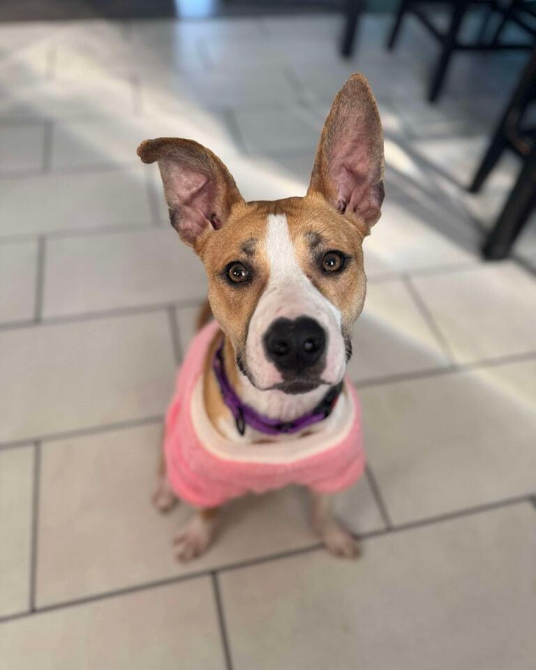 Nutmeg, Adoptable, Young Female Mixed Breed.