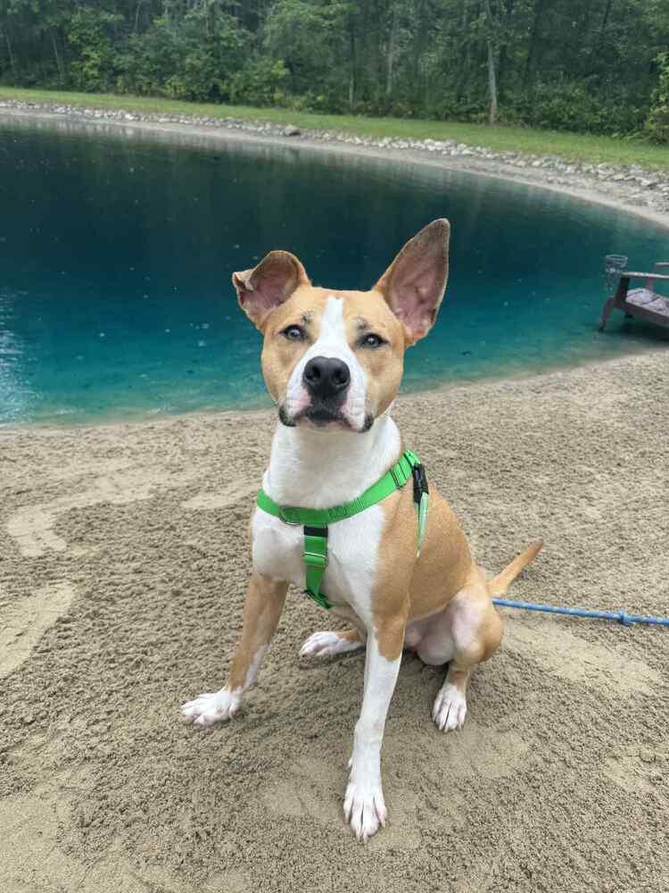 Enlarge Nutmeg, a Adoptable Mixed Breed in Clinton Township, MI image 2/6