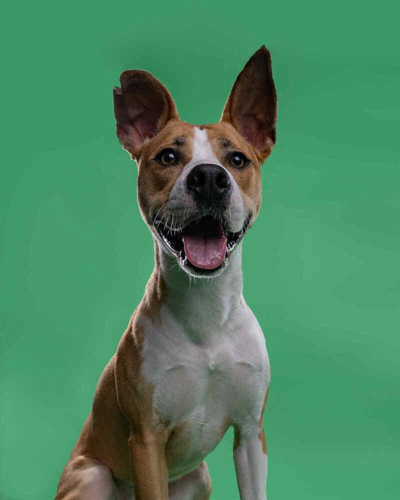 Enlarge Nutmeg, a Adoptable Mixed Breed in Clinton Township, MI image 3/6
