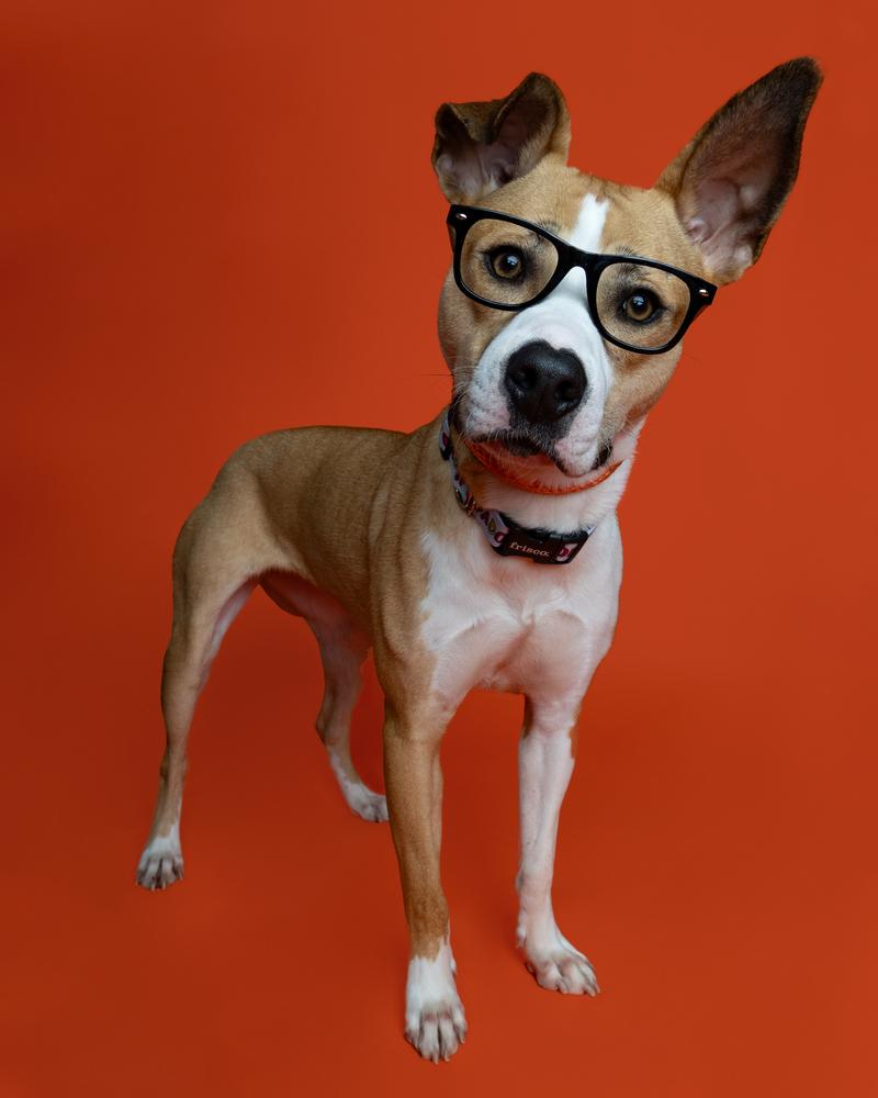 Enlarge Nutmeg, a Adoptable Mixed Breed in Clinton Township, MI image 4/6