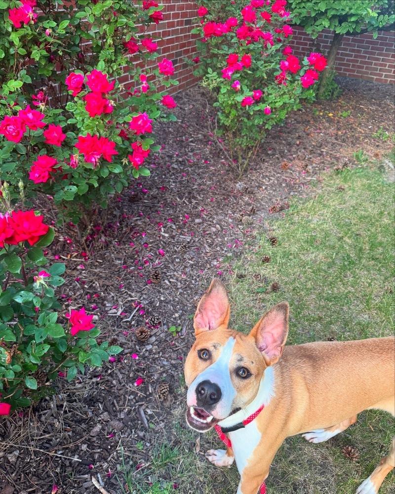 Enlarge Nutmeg, a Adoptable Mixed Breed in Clinton Township, MI image 5/6