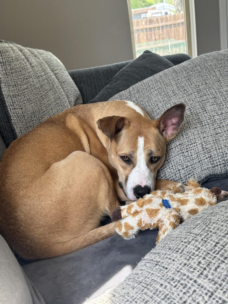 Enlarge Nutmeg, a Adoptable Mixed Breed in Clinton Township, MI image 6/6