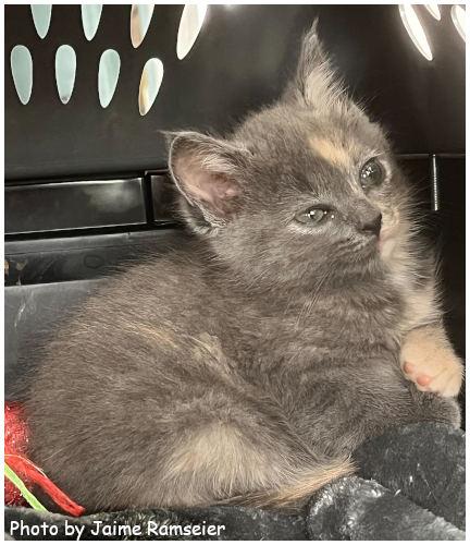 Viola, Adopted, Kitten Female Dilute Tortoiseshell & Domestic Short Hair.