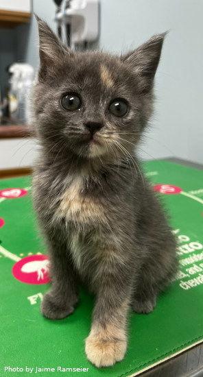 Enlarge Viola, a Adopted mixed breed in Oak Ridge, TN image 2/3