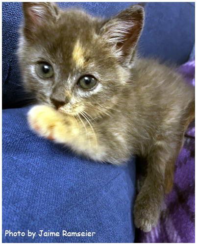 Enlarge Viola, a Adopted mixed breed in Oak Ridge, TN image 3/3