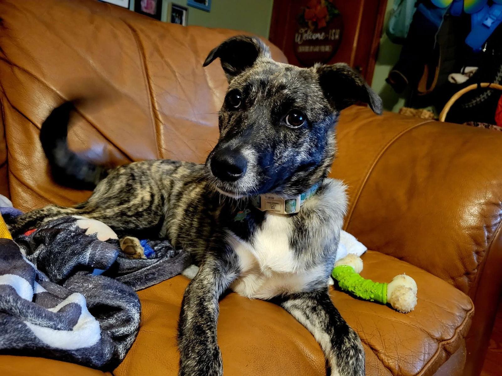 Turtle, Adoptable, Young Female Pit Bull Terrier & German Shepherd Dog.