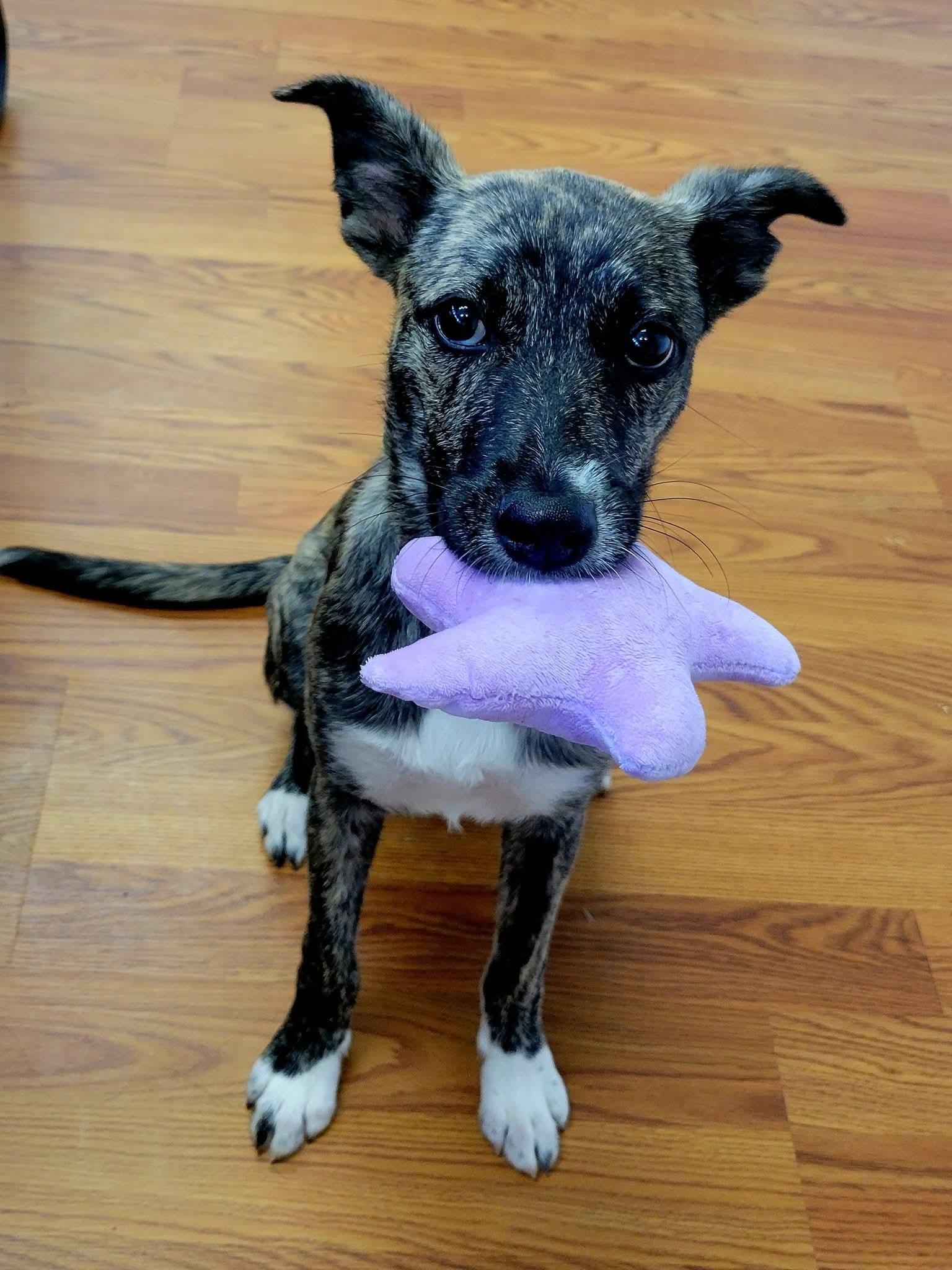 Enlarge Turtle, a Adoptable mixed breed in Locust Grove, GA image 2/3