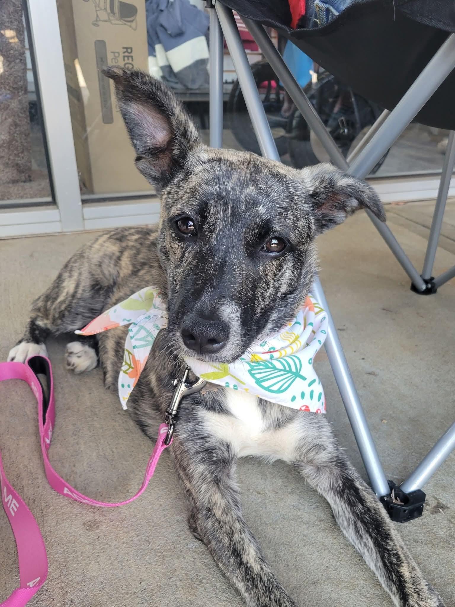 Enlarge Turtle, a Adoptable mixed breed in Locust Grove, GA image 3/3