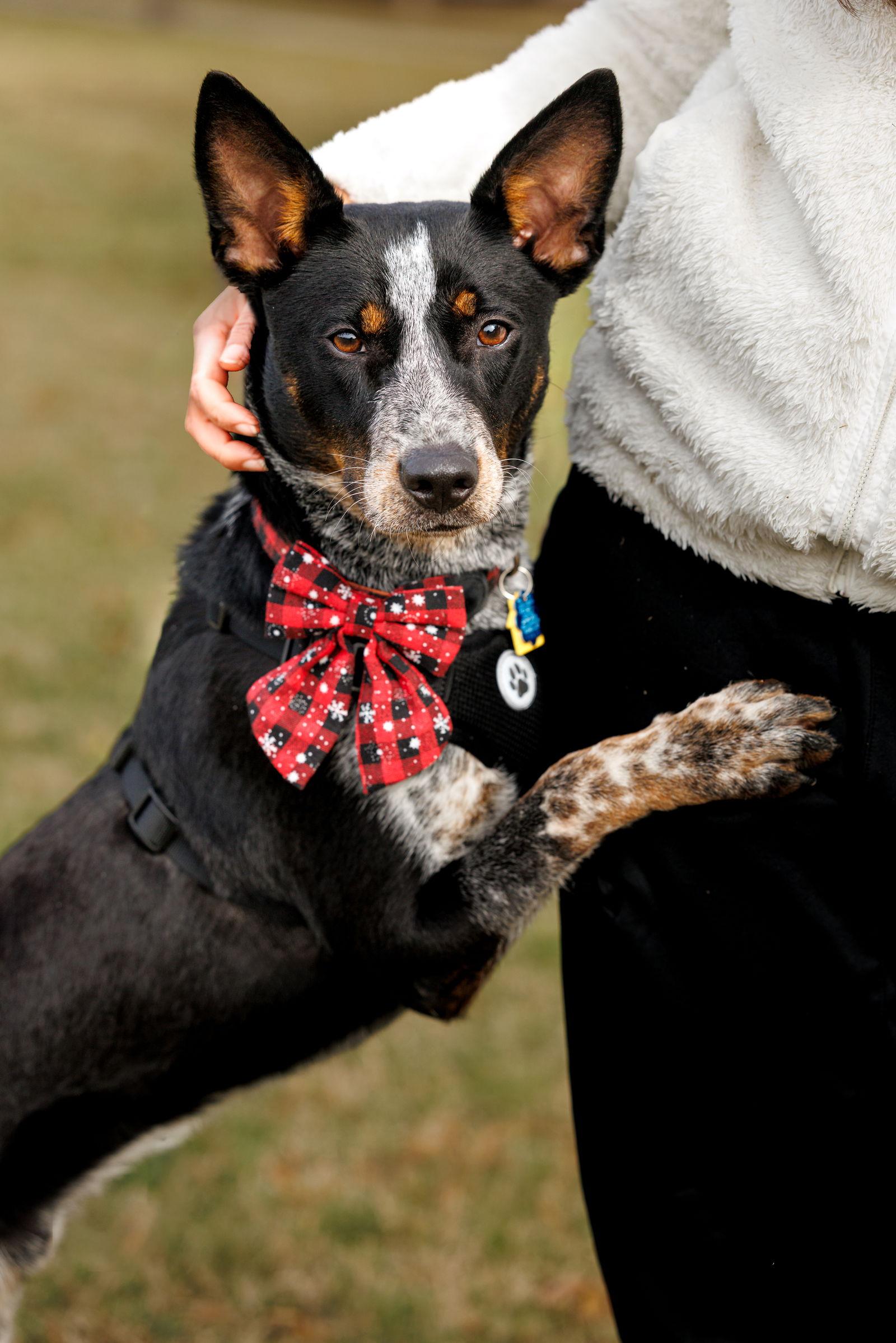 Enlarge Matrix, a Adoptable Australian Cattle Dog / Blue Heeler in McKinney, TX image 1/3