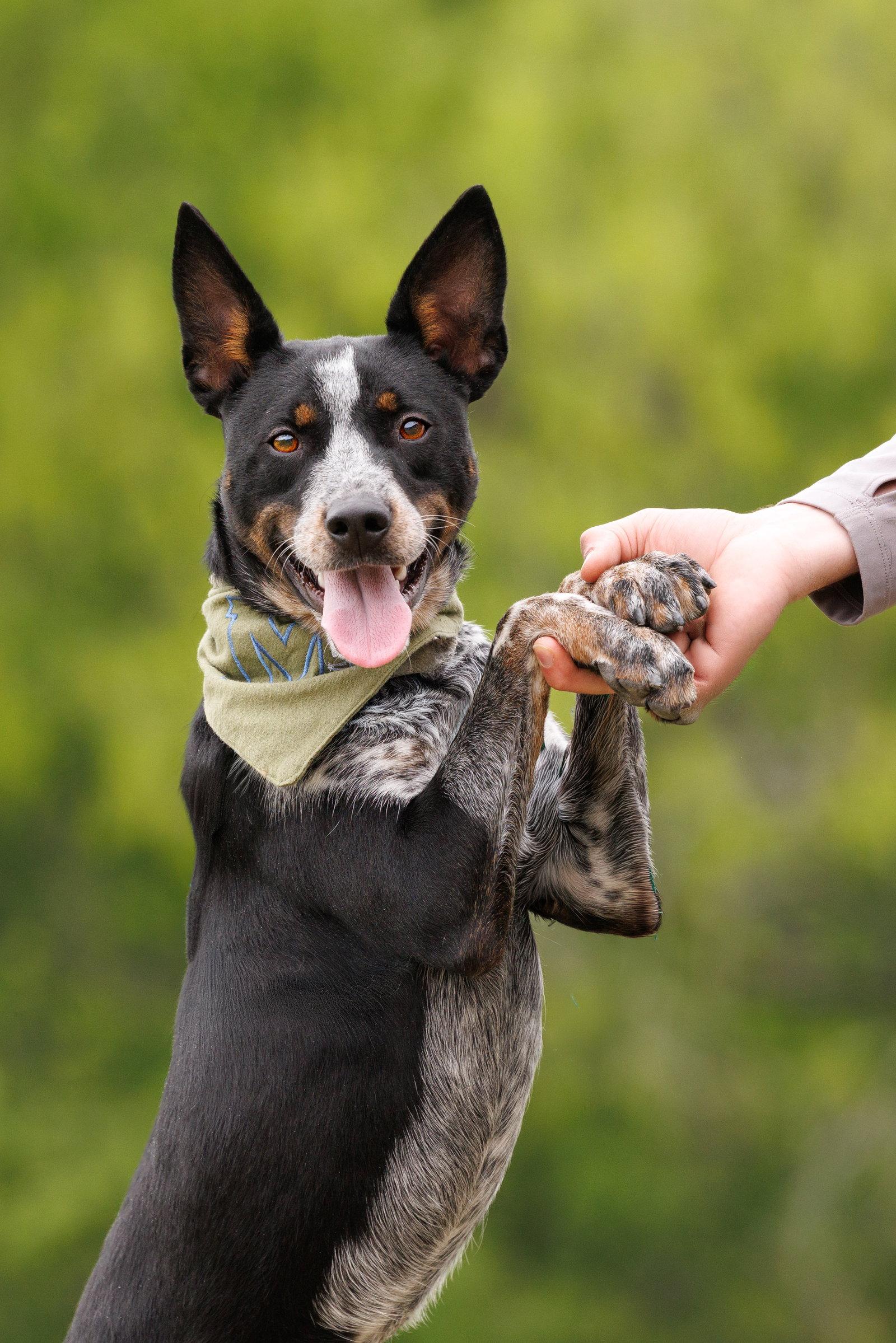 Enlarge Matrix, a Adoptable Australian Cattle Dog / Blue Heeler in McKinney, TX image 1/3