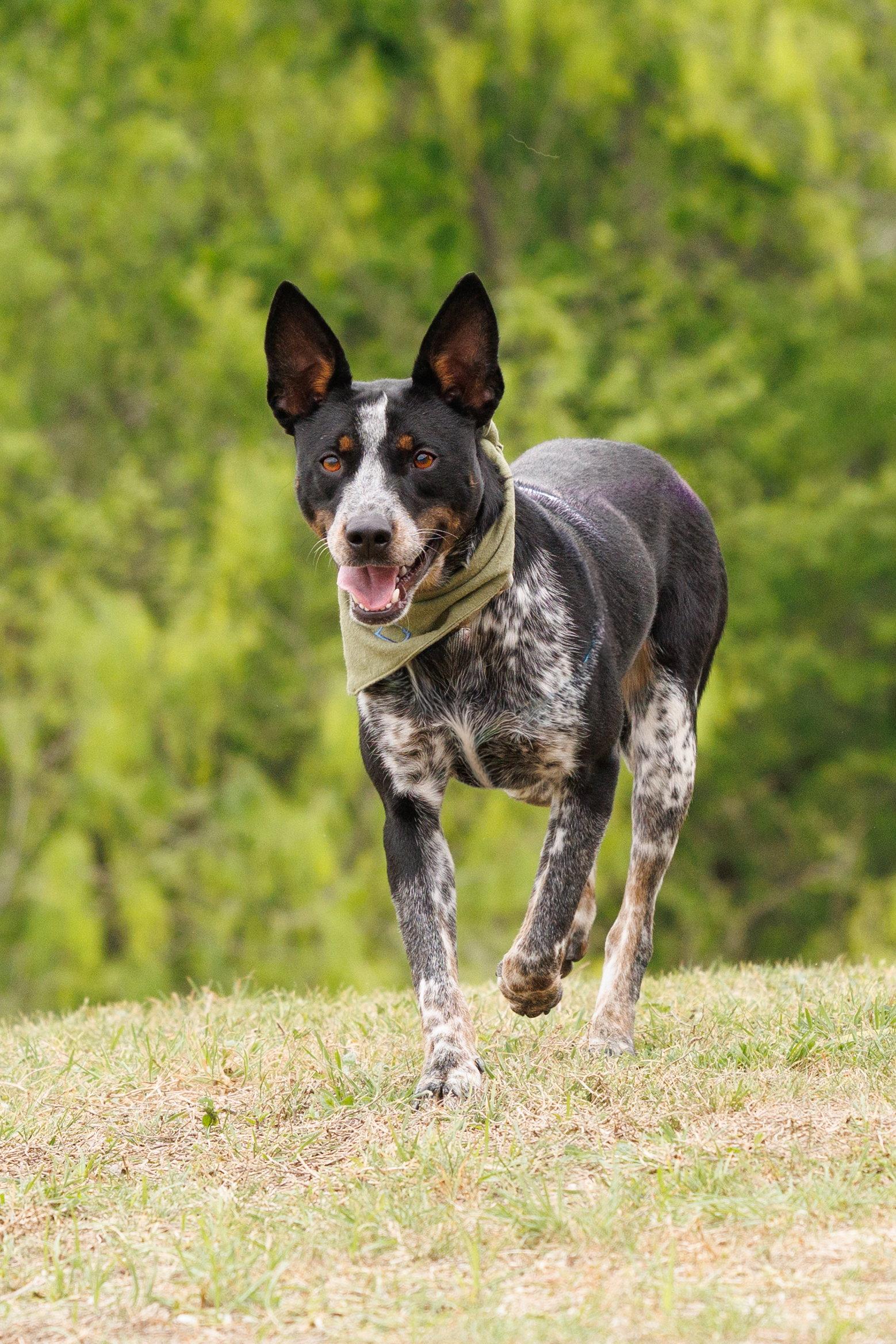 Enlarge Matrix, a Adoptable Australian Cattle Dog / Blue Heeler in McKinney, TX image 2/3