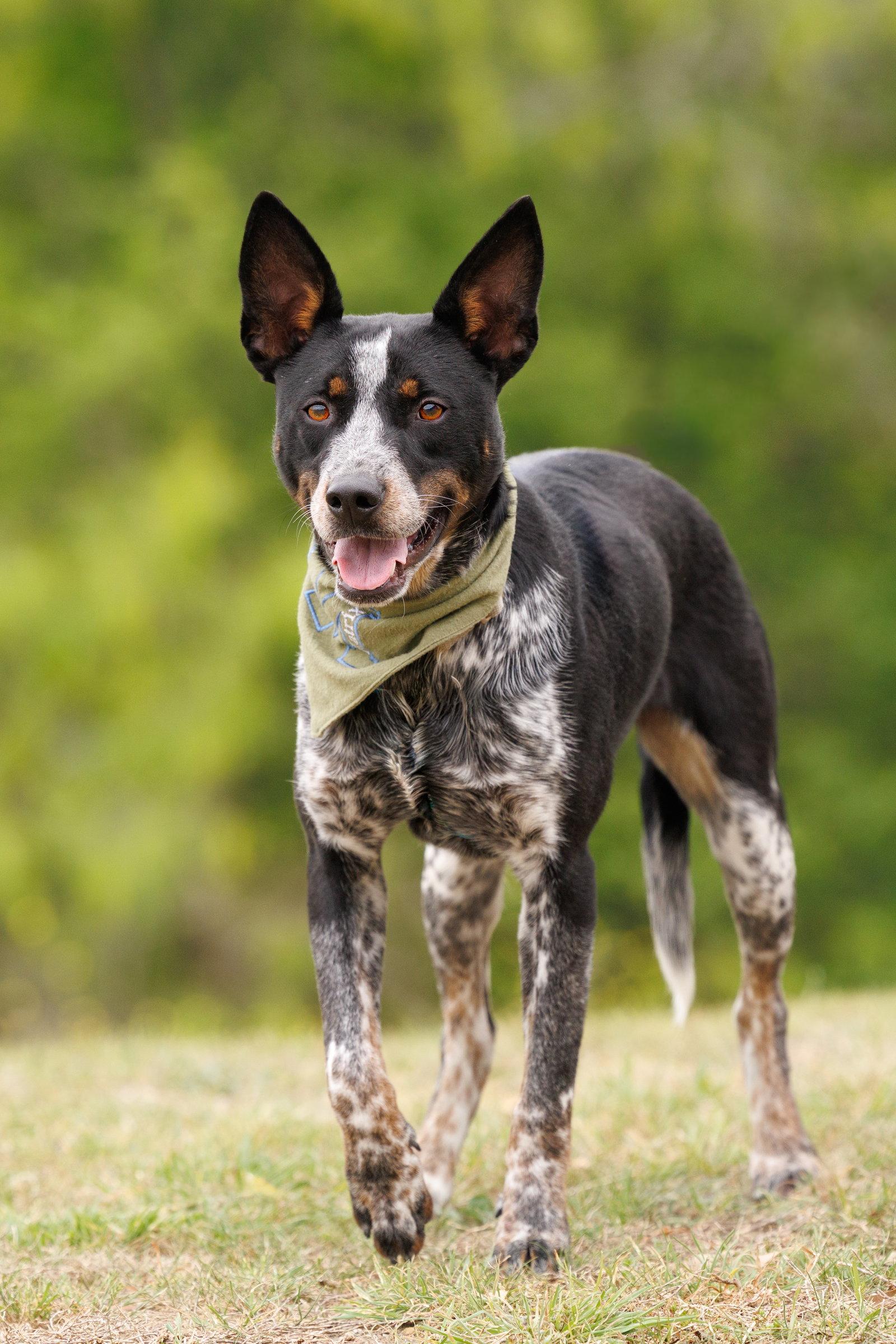 Enlarge Matrix, a Adoptable Australian Cattle Dog / Blue Heeler in McKinney, TX image 3/3