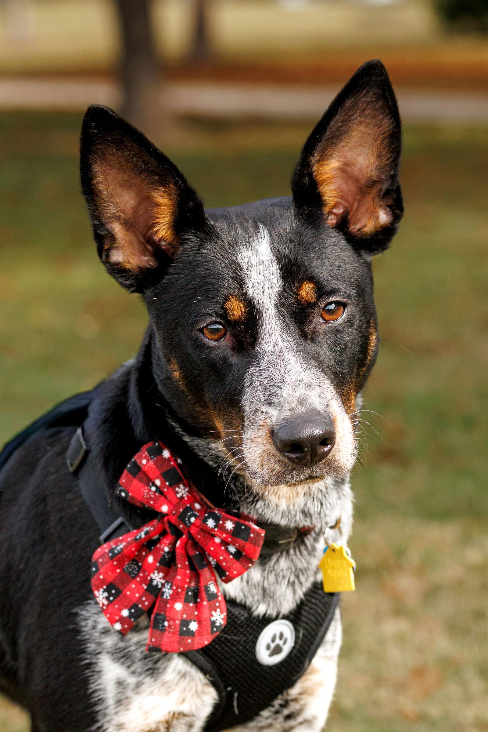 Enlarge Matrix, a Adoptable Australian Cattle Dog / Blue Heeler in McKinney, TX image 2/3