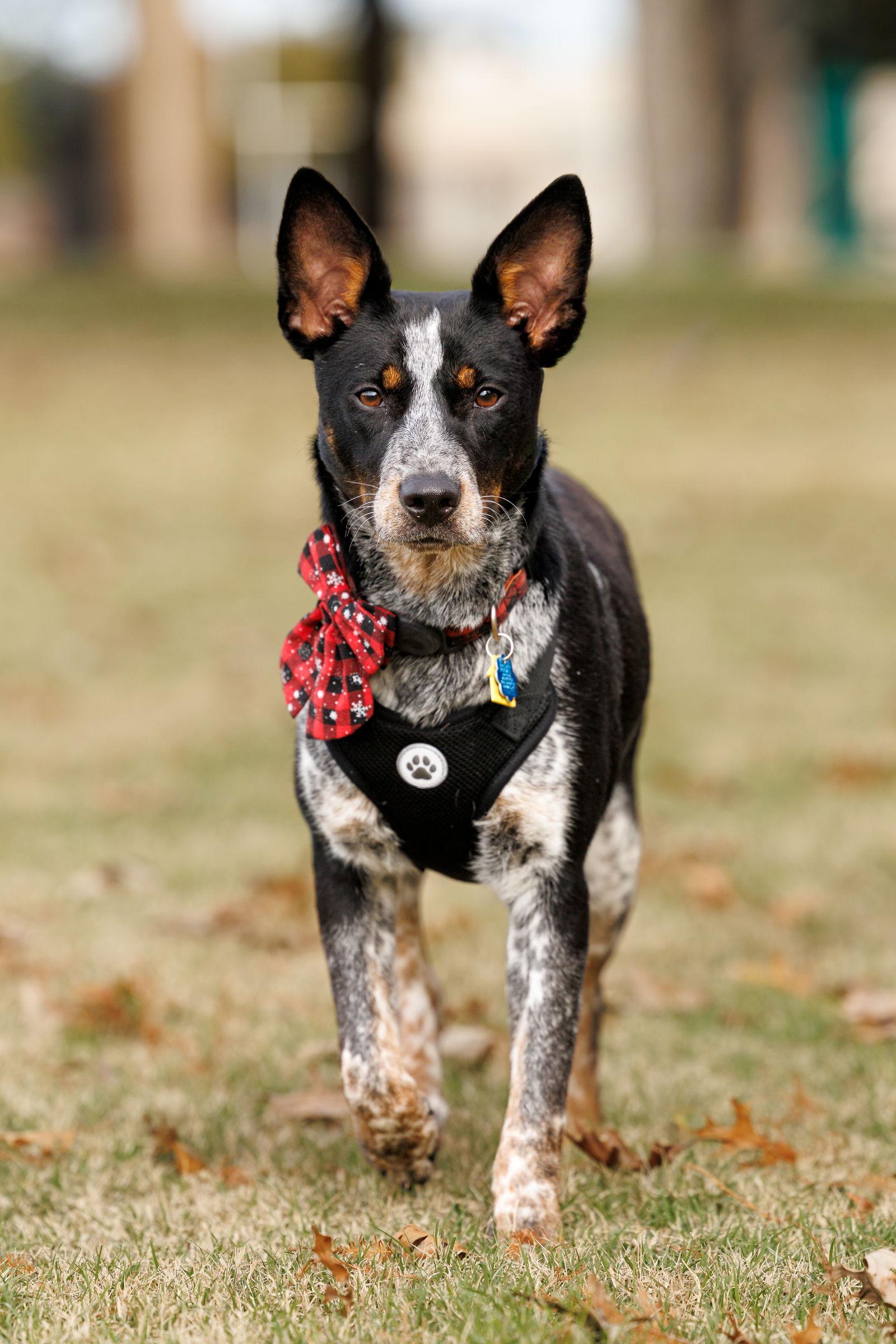 Enlarge Matrix, a Adoptable Australian Cattle Dog / Blue Heeler in McKinney, TX image 3/3