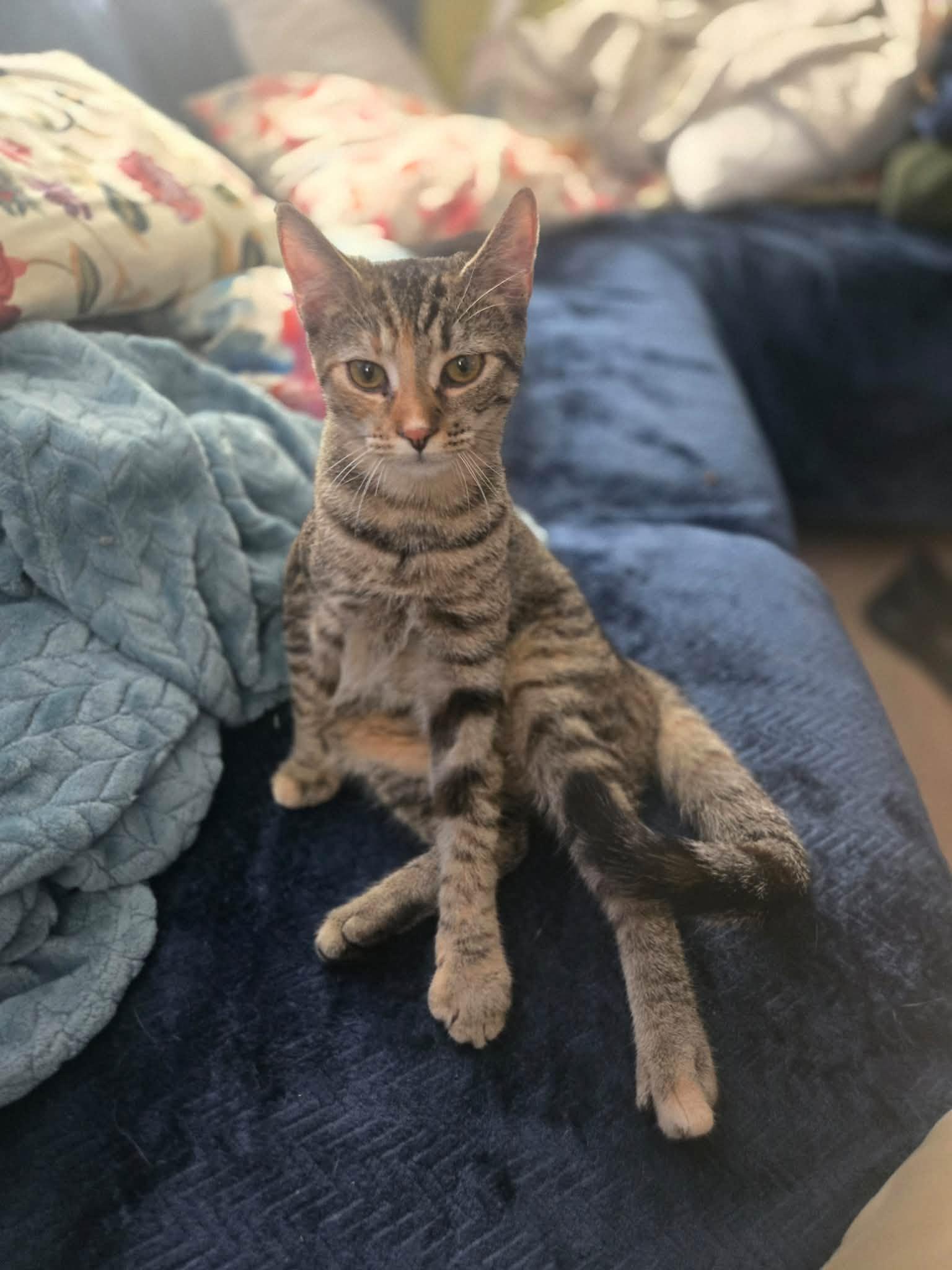 Enlarge Elain, a Adoptable Domestic Short Hair in Wilmington, NC image 6/6