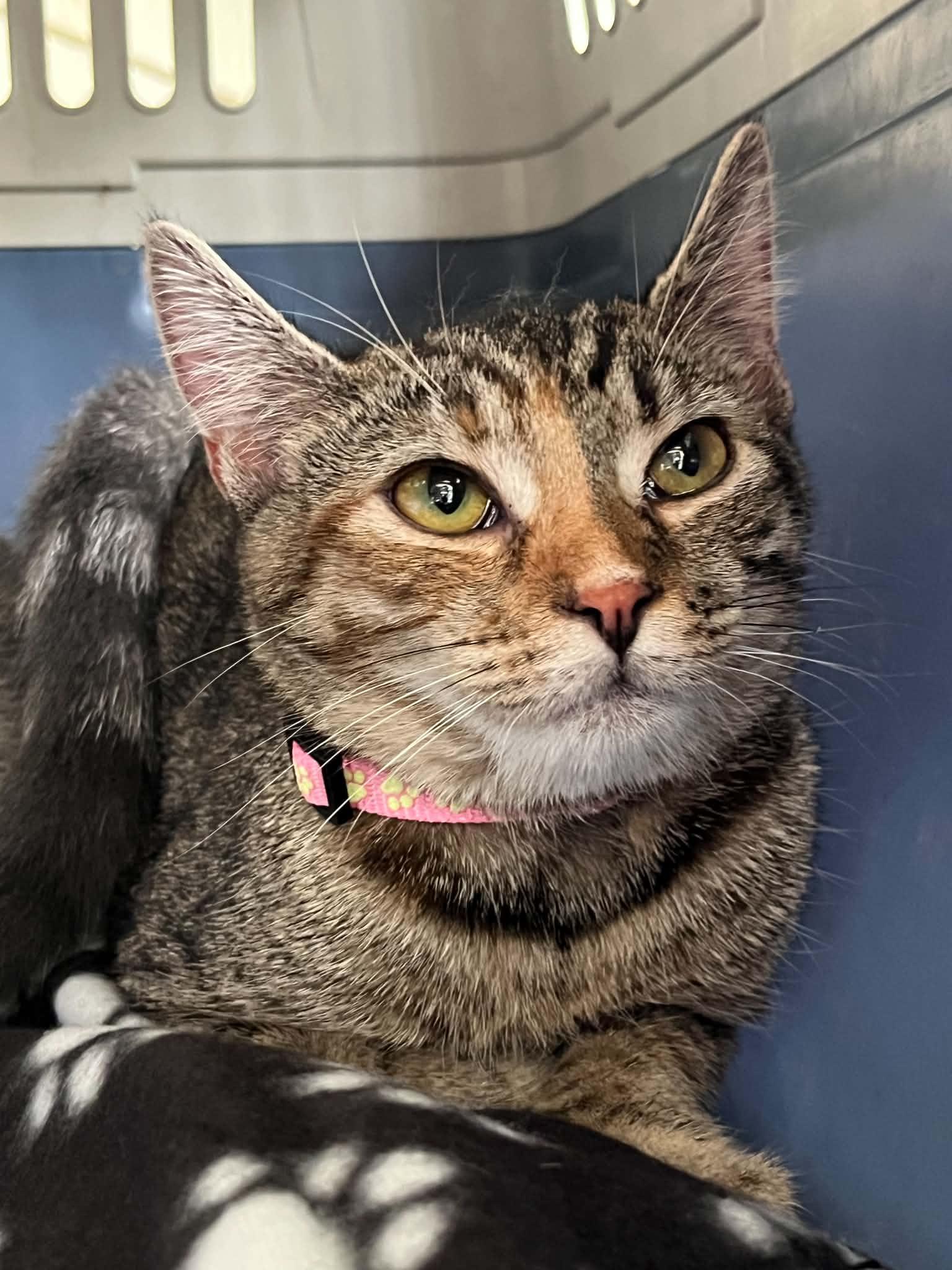 Enlarge Elain, a Adoptable Domestic Short Hair in Wilmington, NC image 2/6