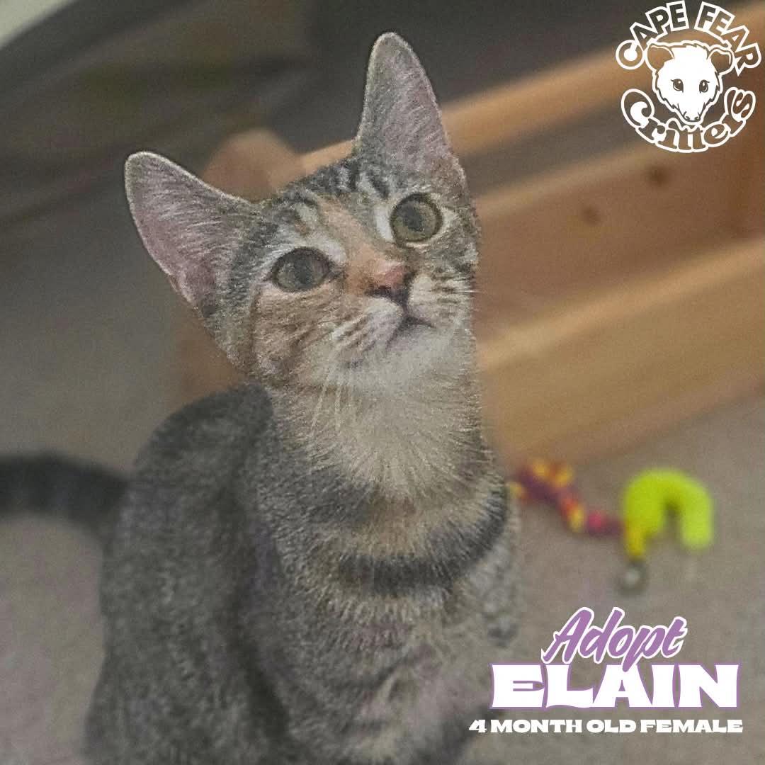 Enlarge Elain, a Adoptable Domestic Short Hair in Wilmington, NC image 5/6