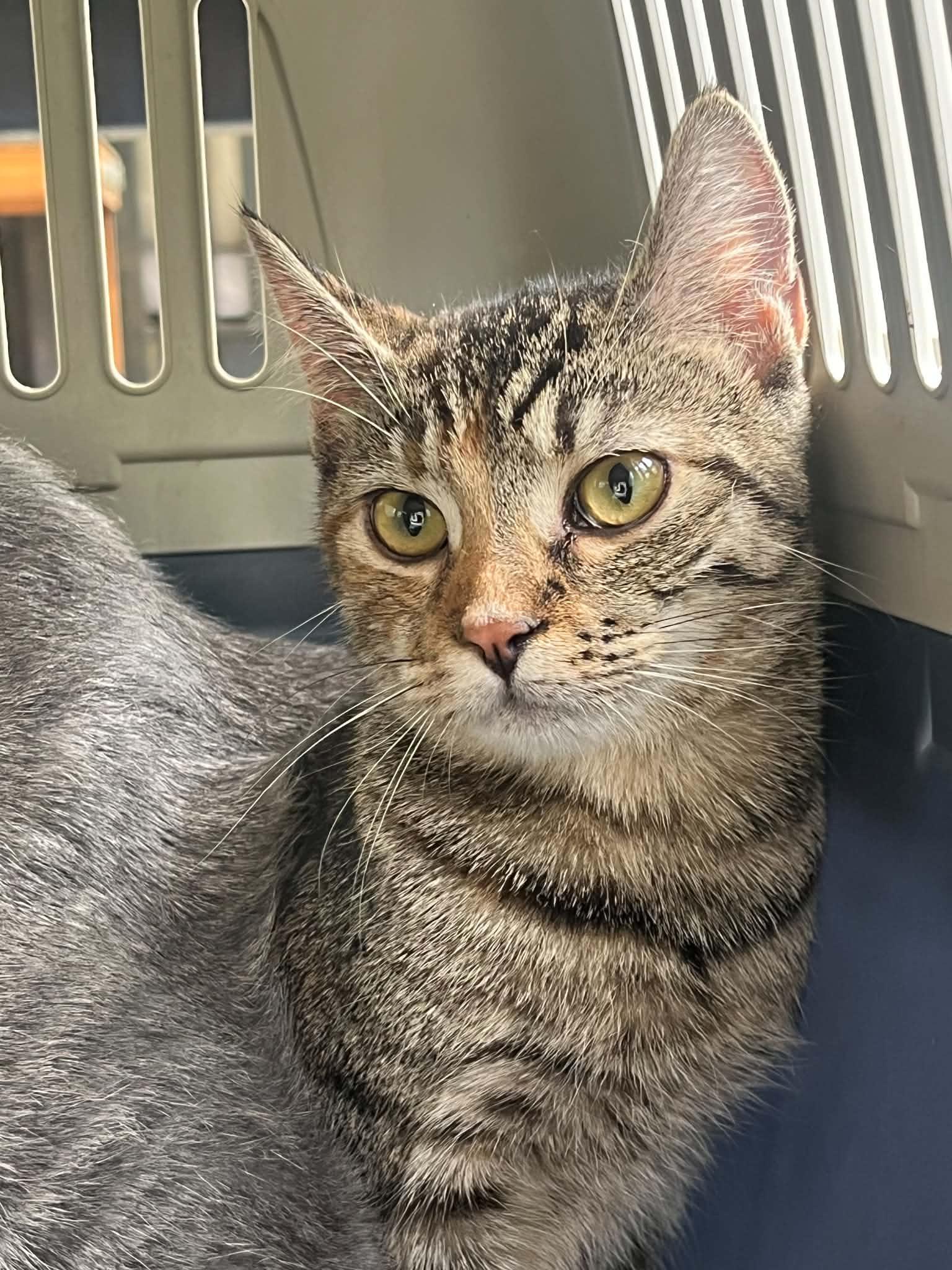 Enlarge Elain, a Adoptable Domestic Short Hair in Wilmington, NC image 4/6