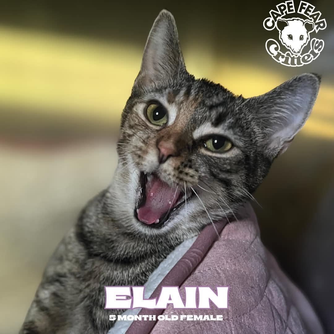 Elain, Adoptable, Kitten Female Domestic Short Hair.